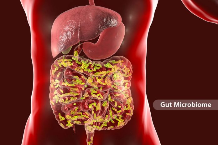 gut-microbiome-changes-throughout-the-day-and-with-the-seasons