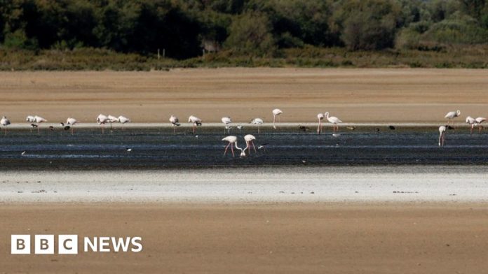 spain-drought-forces-fuente-de-piedra-flamingos-to-find-new-home