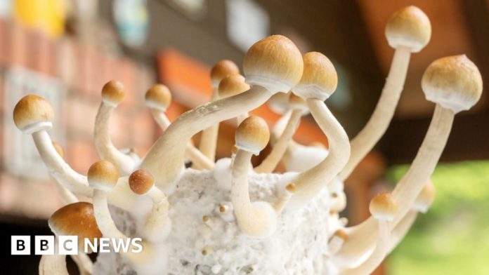 australia-legalises-psychedelics-for-mental-health