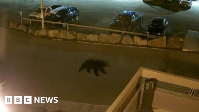 bears-encroach-on-evacuated-canadian-town-of-yellowknife