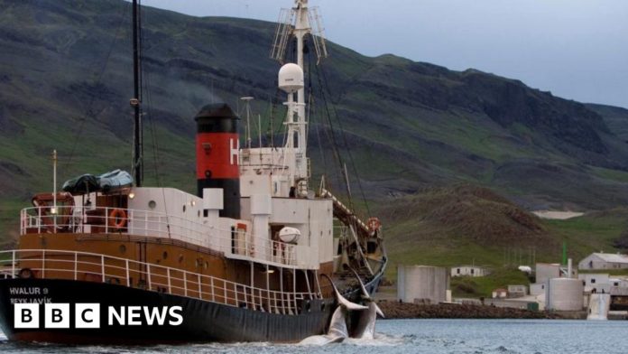 whale-hunting-resumes-in-iceland-under-strict-rules