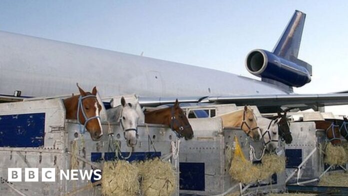 plane-forced-to-return-to-airport-after-horse-escapes-crate