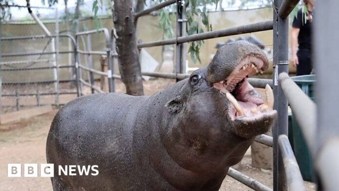 oldest-pygmy-hippo-in-north-america-turns-50