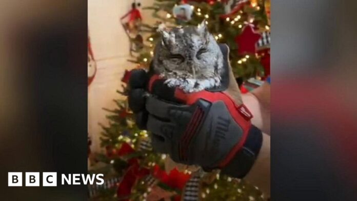 baby-owl-found-living-in-family-christmas-tree