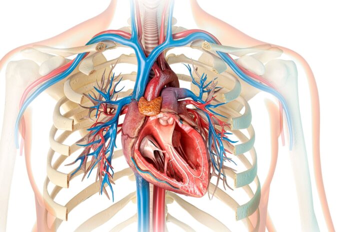 what-does-ejection-fraction-have-to-do-with-heart-failure?